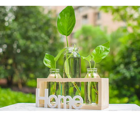 Transparent Glass Hydroponic Vase for Home Decor